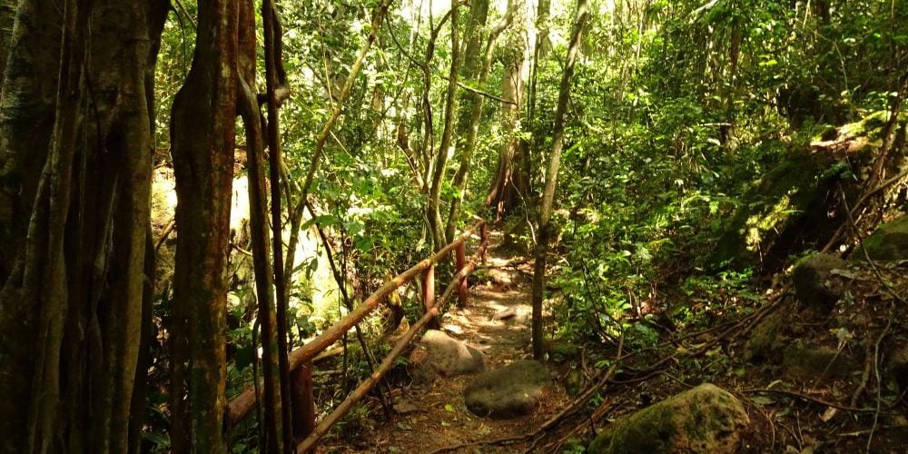 Africa – Kurura Forrest 2017