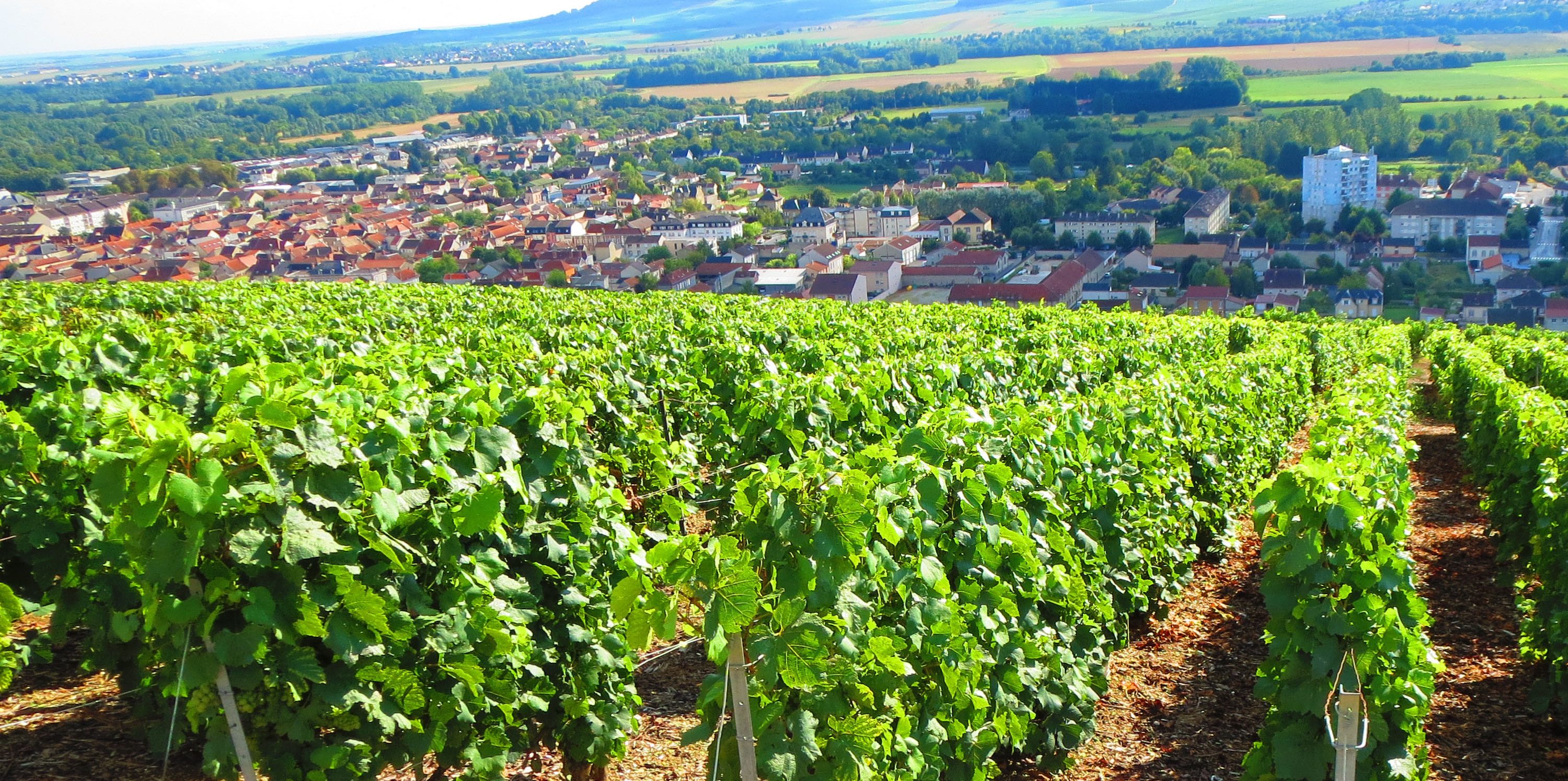 France – Champagne and Burgundy 2013