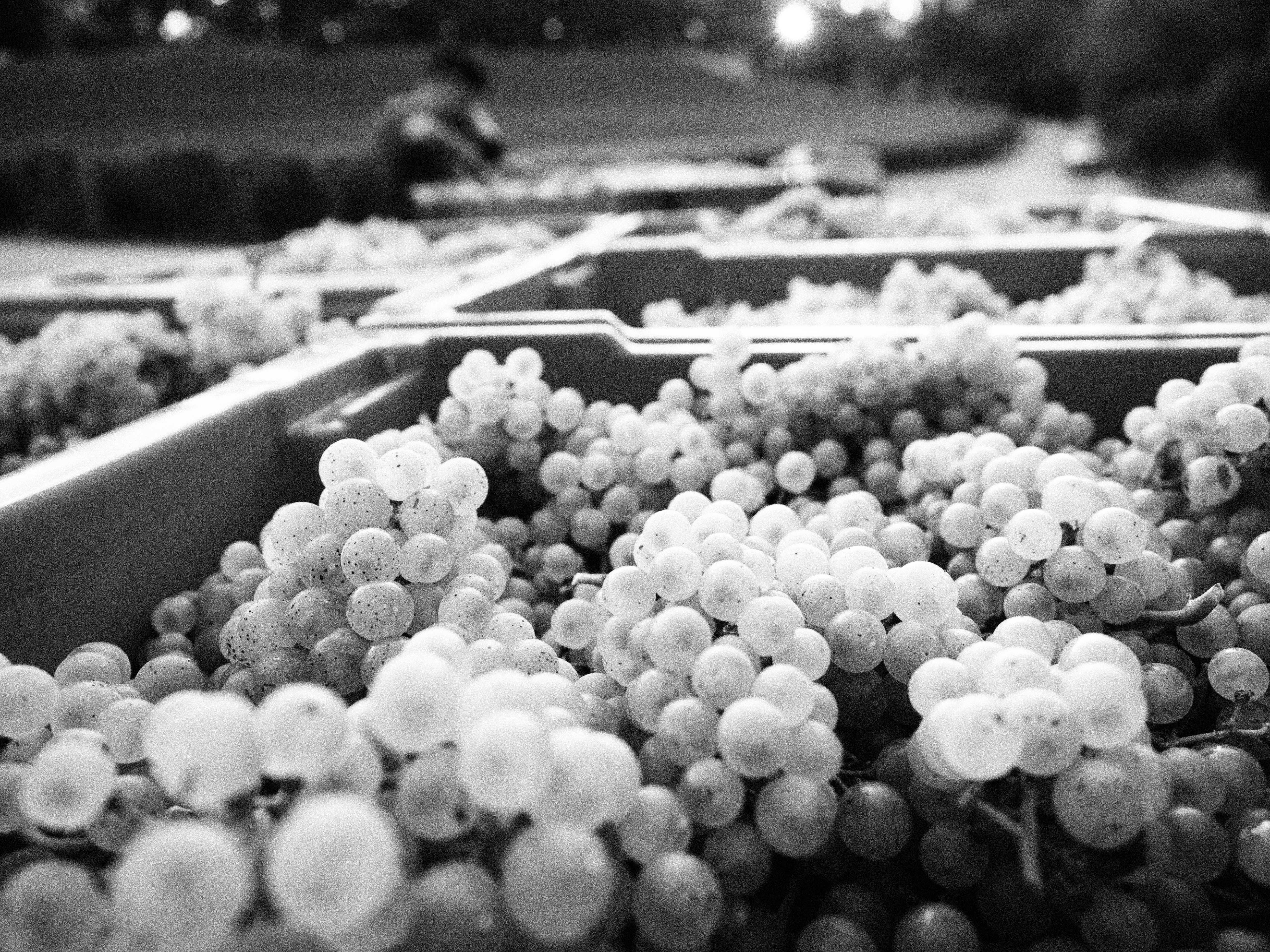 Spring Mountain Morning, Harvest 24