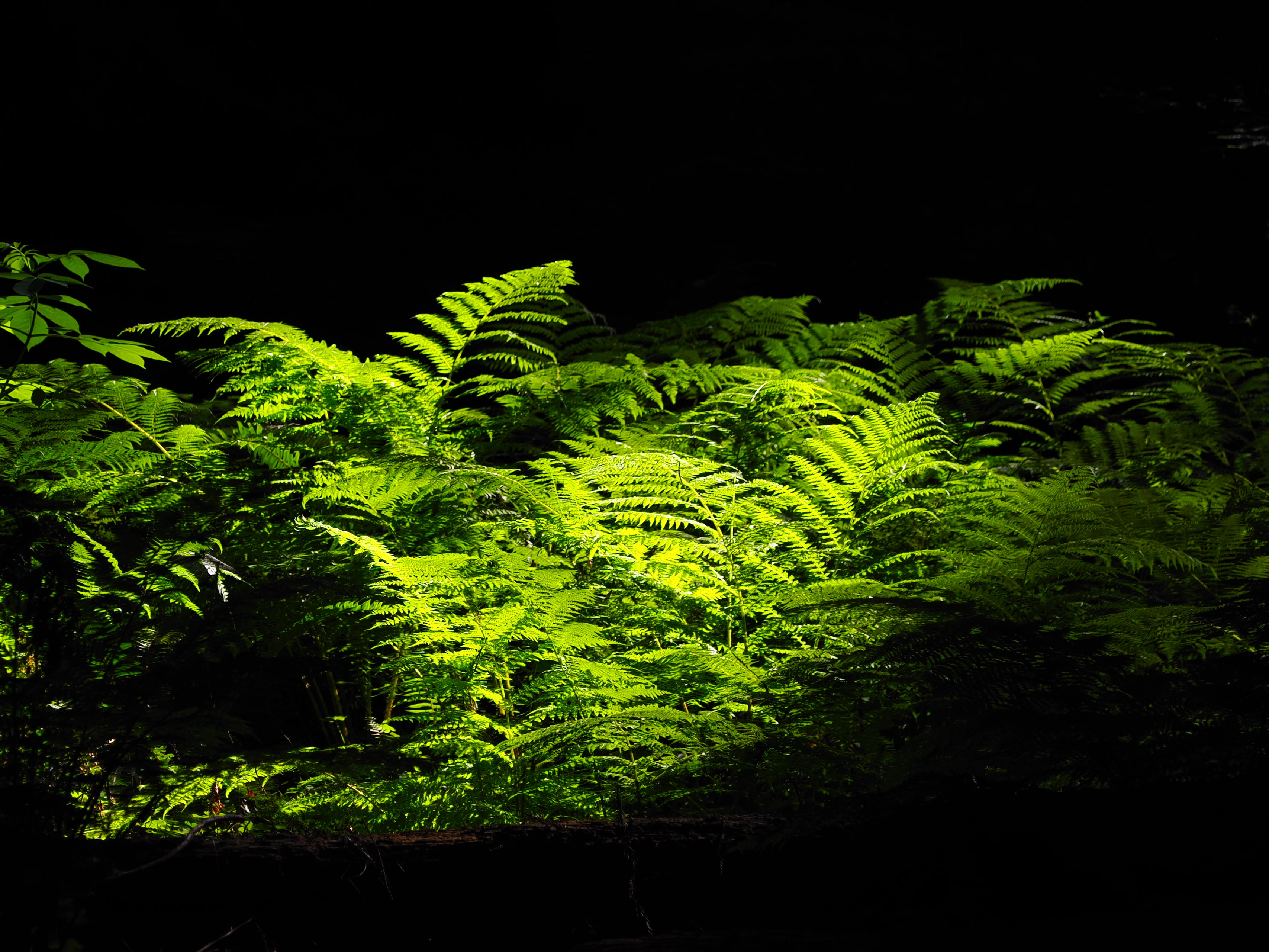 Redwoods Ramble, Summer 25