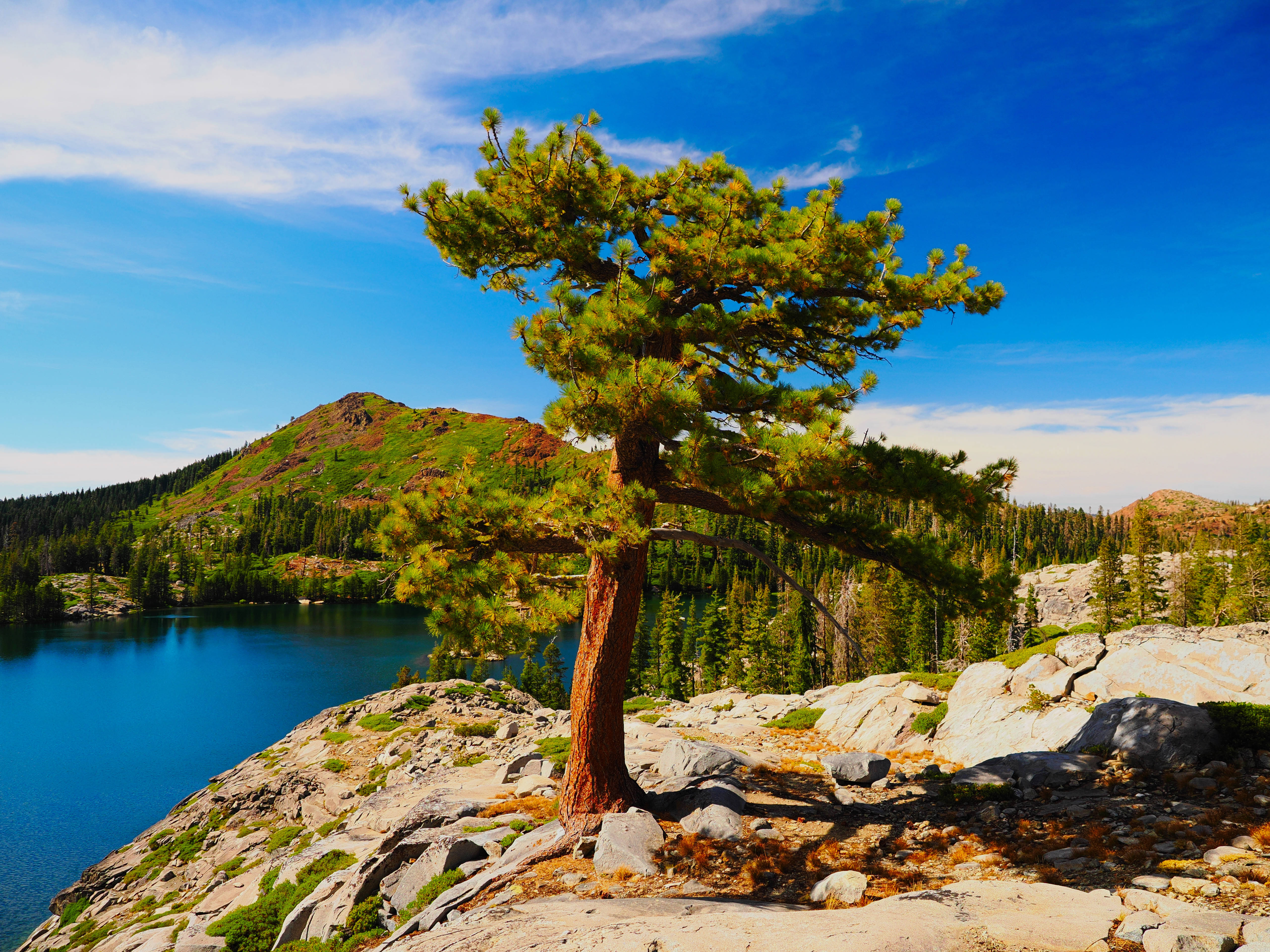 Carr-Feeley Lake, Summer 25